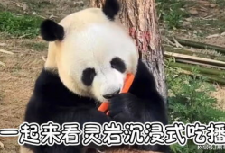 国宝大熊猫视频,萌动瞬间，揭秘大熊猫生活奥秘